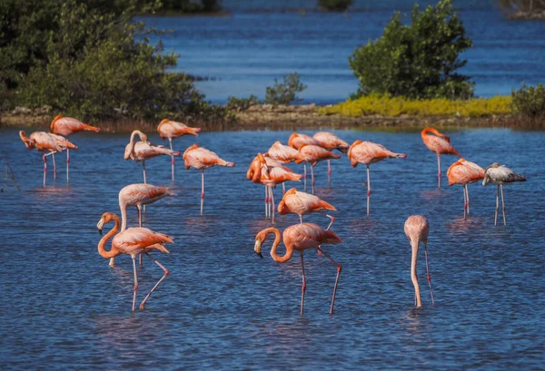 Flamingók Vízben — Stock Fotó