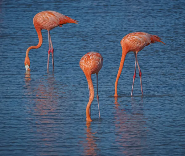 Suda Pembe Flamingolar — Stok fotoğraf