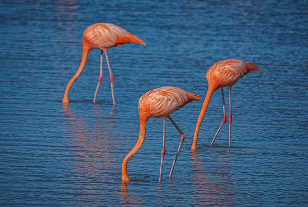 Pink Flamingos Water — Stock Photo, Image