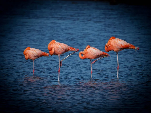 Flamants Roses Dans Eau — Photo