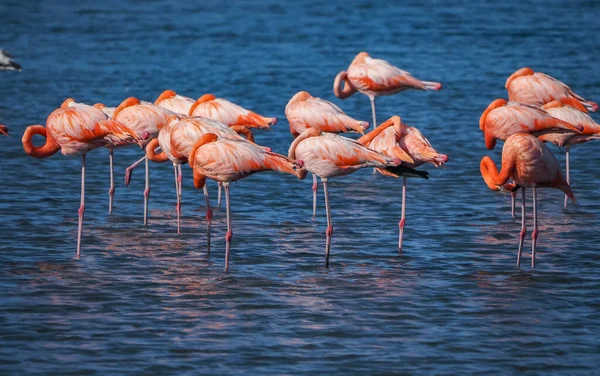 Rosafarbene Flamingos Wasser — Stockfoto