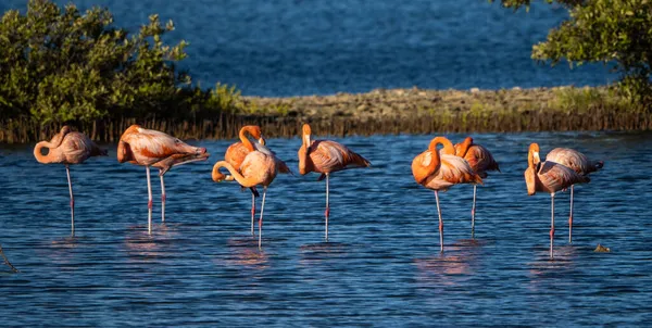 Suda Flamingolar — Stok fotoğraf