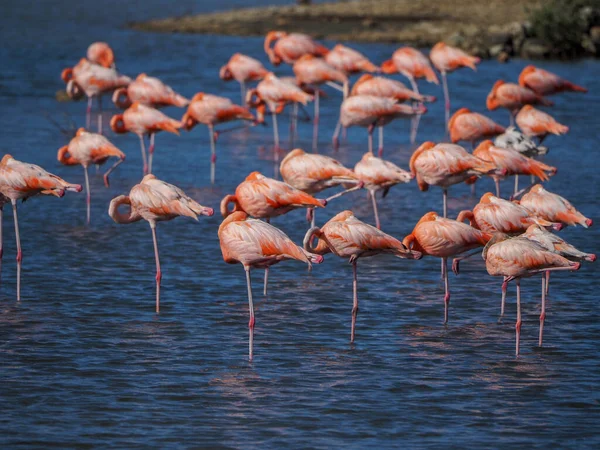 Nyáj Rózsaszín Flamingók Vízben — Stock Fotó