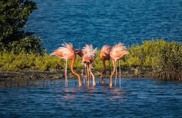 Flamingos Água — Fotografia de Stock