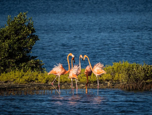Suda Bir Flamingo Sürüsü — Stok fotoğraf