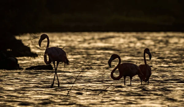 Flamingók Vízben — Stock Fotó