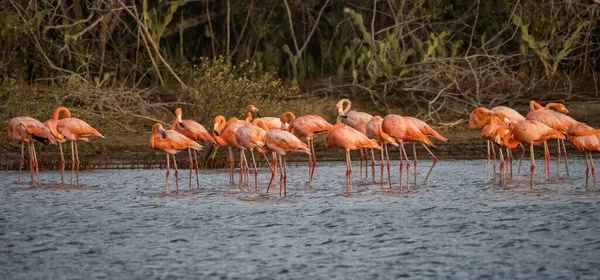 Flamants Roses Dans Eau — Photo