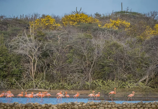 Flamingoer Vannet – stockfoto