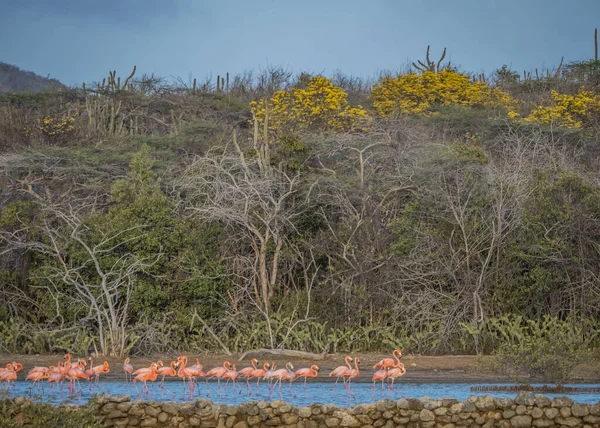 Flamingoer Vannet – stockfoto