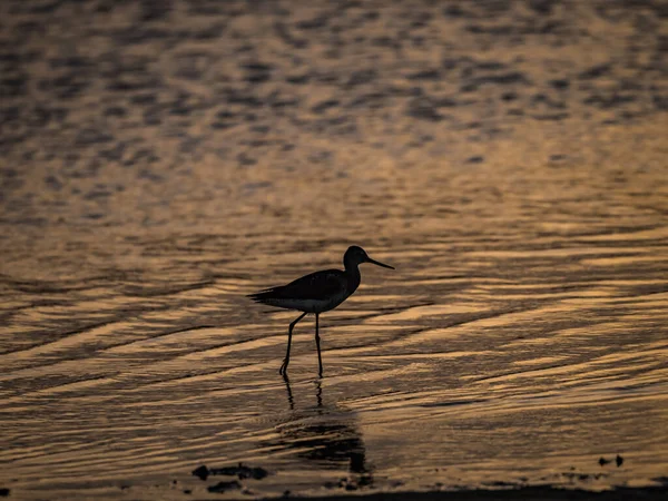 Een Vogel Loopt Het Strand — Stockfoto