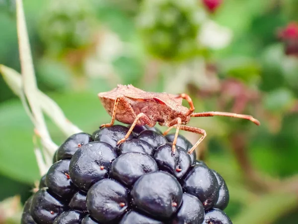 Close Shot Bug Sitting Blackberry — Foto Stock