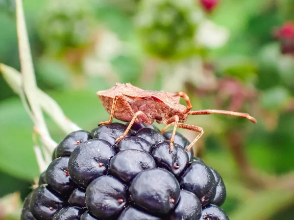 Plan Rapproché Insecte Assis Sur Une Mûre — Photo