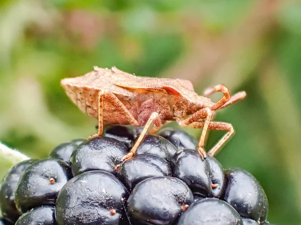 Plan Rapproché Insecte Assis Sur Une Mûre — Photo