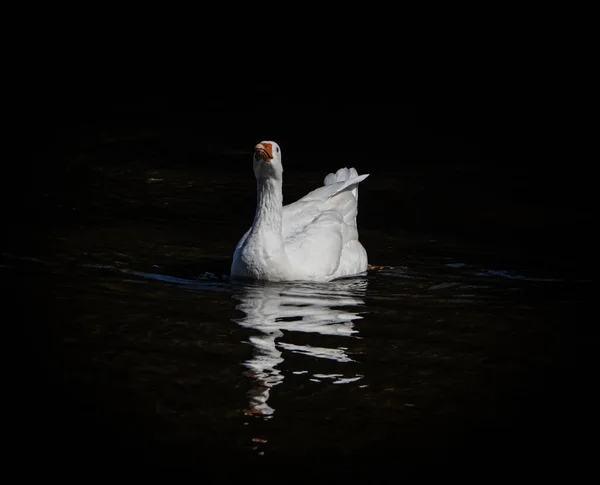 湖の白鳥 — ストック写真