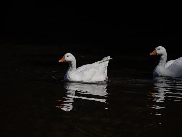 湖の白い白鳥 — ストック写真