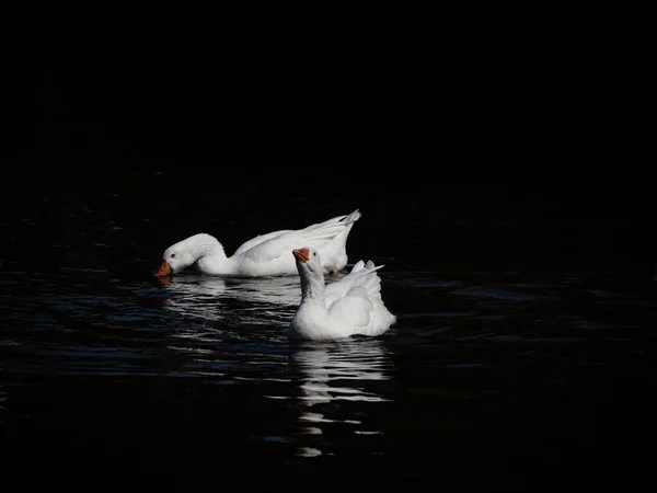 湖に白い白鳥 — ストック写真
