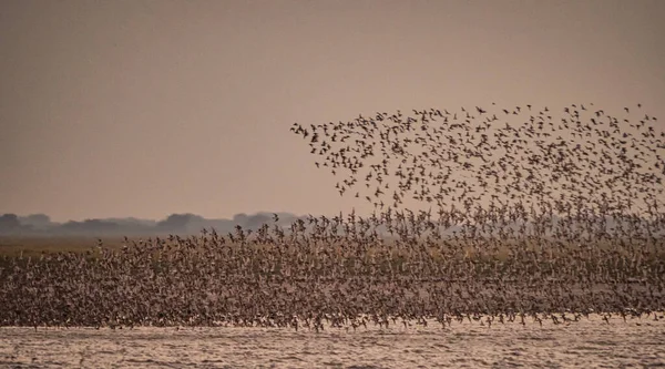 水の中の鳥の群れ — ストック写真