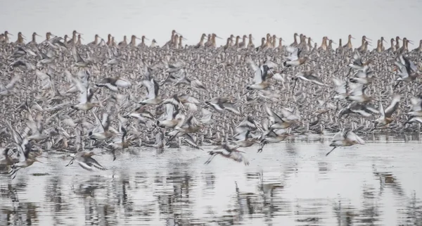 Зграя Птахів Озері — стокове фото