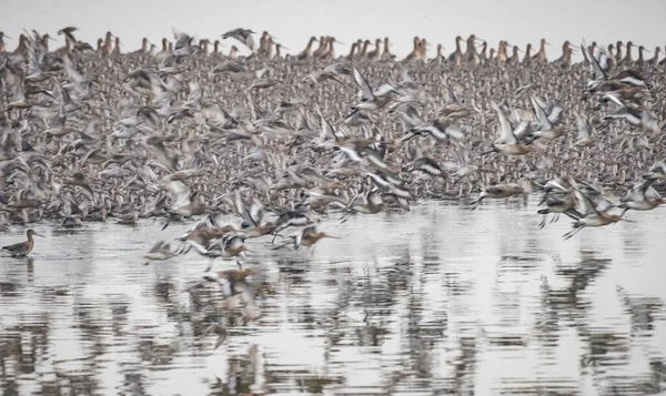 Зграя Птахів Озері — стокове фото
