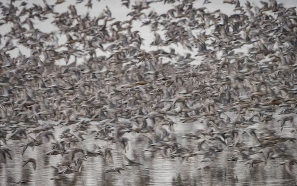 Stormo Uccelli Nel Lago — Foto Stock