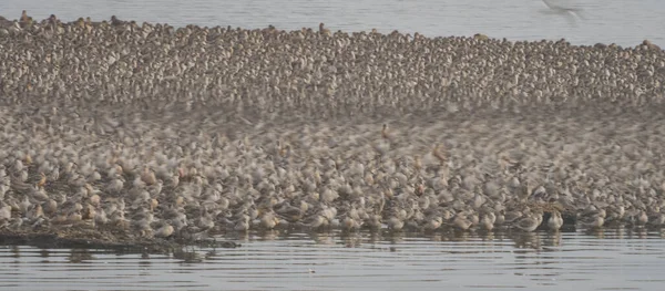 Flock Birds Water — Stock Photo, Image