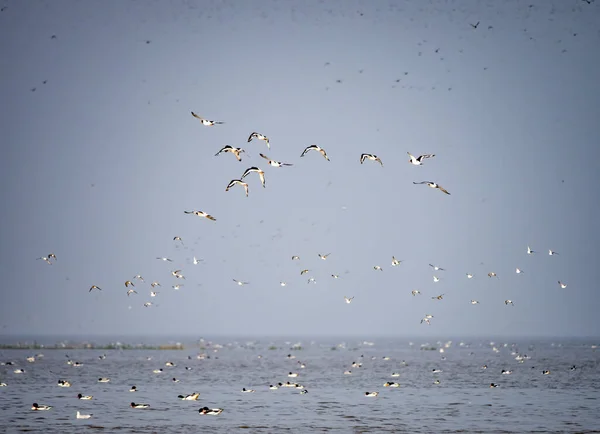 Möwen Fliegen Über Das Meer — Stockfoto