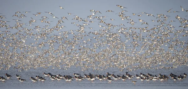 空を飛ぶ鳥の群れ — ストック写真