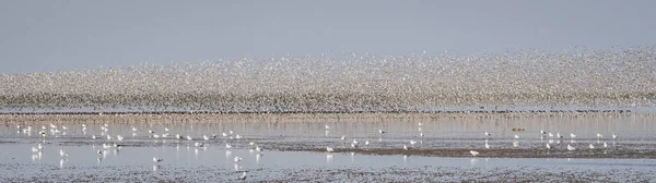 Vogelschwarm See — Stockfoto