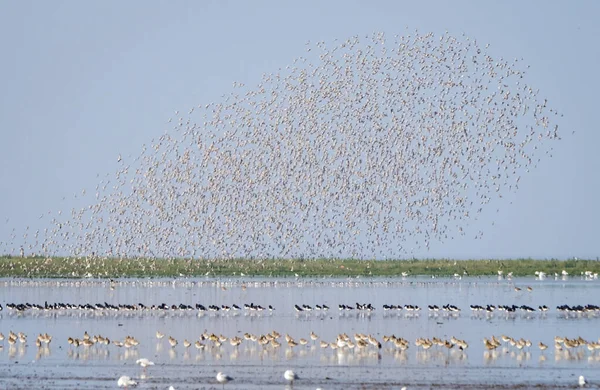 水の中の鳥の群れ — ストック写真