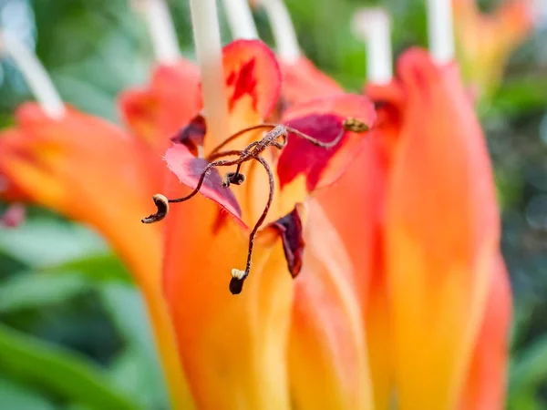 Krásný Motýl Květině — Stock fotografie
