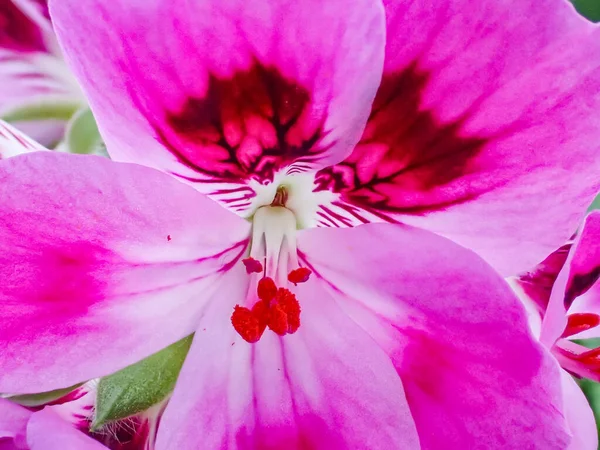 Růžová Orchidej Květina Bílém Pozadí — Stock fotografie