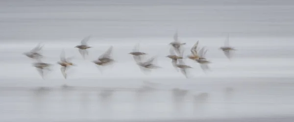 Mouette Volant Dans Eau — Photo