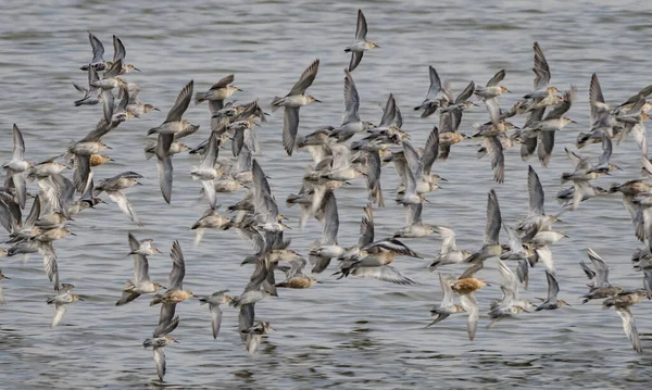 Rebanho Gaivotas Voando Lago — Fotografia de Stock