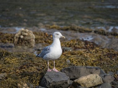 Yosun tutmuş deniz kıyısında martıların manzaralı görüntüleri.