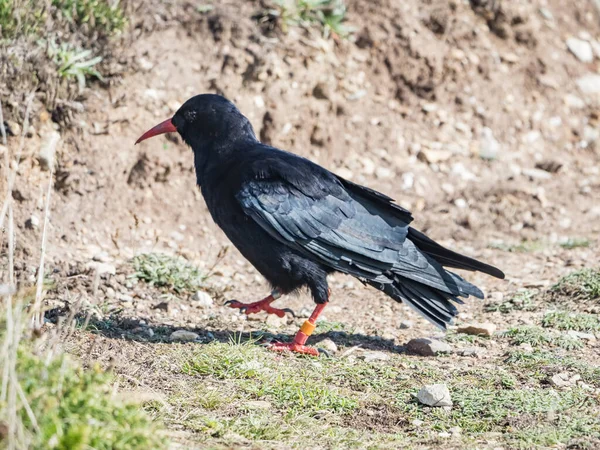 Çayırda Yürüyen Siyah Kuşun Manzaralı Görüntüsü — Stok fotoğraf