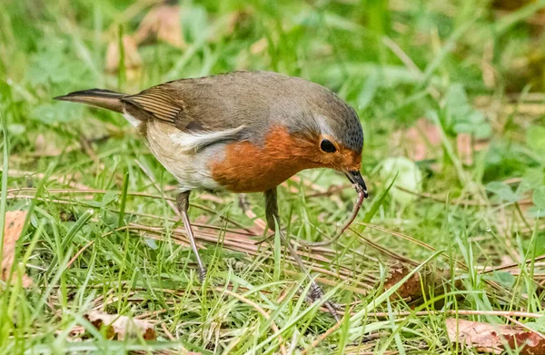 Yeşil Çayırdaki Güzel Küçük Kuşun Manzaralı Görüntüsü — Stok fotoğraf