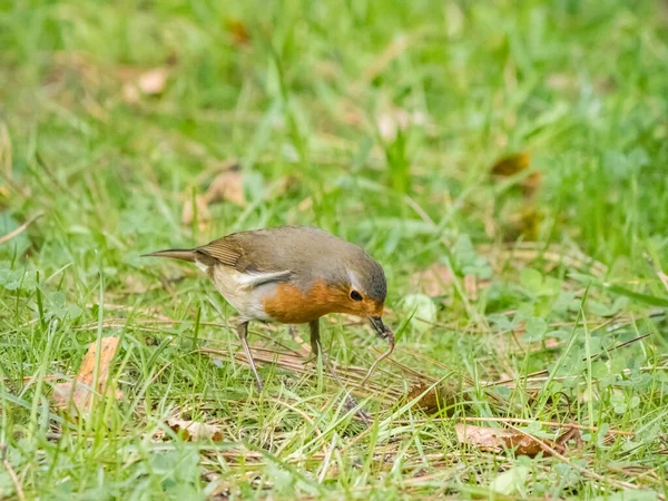 Scenic Shot Beautiful Little Bird Green Meadow — Stock Photo, Image