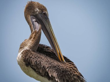 Doğal ortamdaki güzel pelikanın manzaralı görüntüsü. 