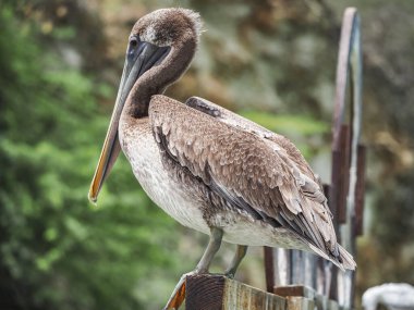 Beyaz bir pelikanın yakın plan fotoğrafı.