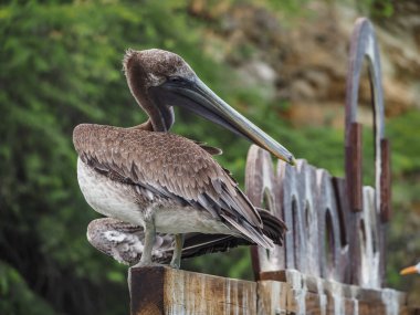 Doğal ortamdaki güzel pelikanın manzaralı görüntüsü. 