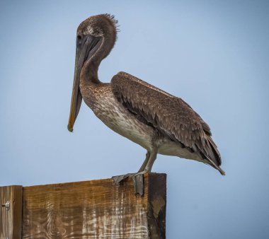 Doğal ortamdaki güzel pelikanın manzaralı görüntüsü. 