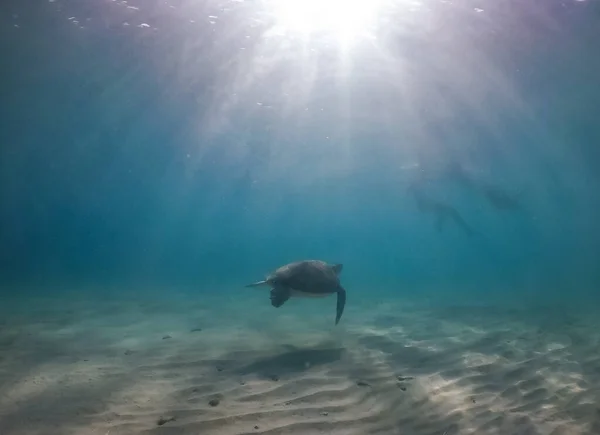 Podvodní Záběr Krásné Mořské Želvy — Stock fotografie