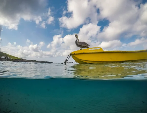 Naturskön Bild Pelikan Hoppa Gul Båt — Stockfoto