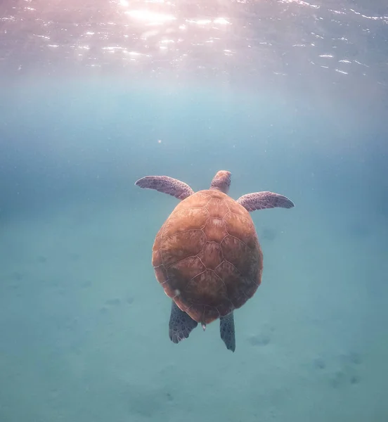 Underwater Shot Beautiful Sea Turtle — Foto Stock