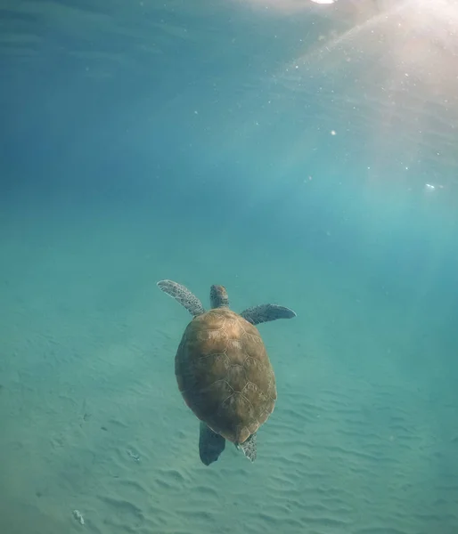 Underwater Shot Beautiful Sea Turtle — Foto Stock
