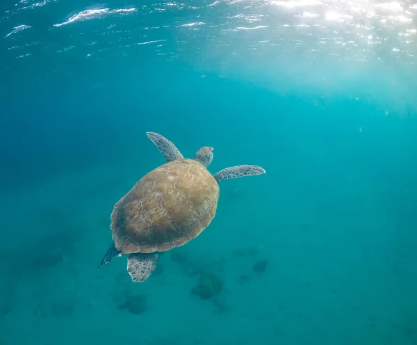 Underwater Shot Beautiful Sea Turtle — Foto Stock