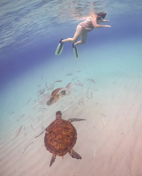 Podwodne Ujęcia Ludzi Nurkujących Oglądać Żółwie Morskie — Zdjęcie stockowe