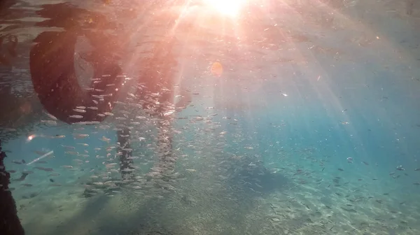 Unterwasseraufnahme Von Alten Holzstegen Und Herumschwimmenden Fischen — Stockfoto