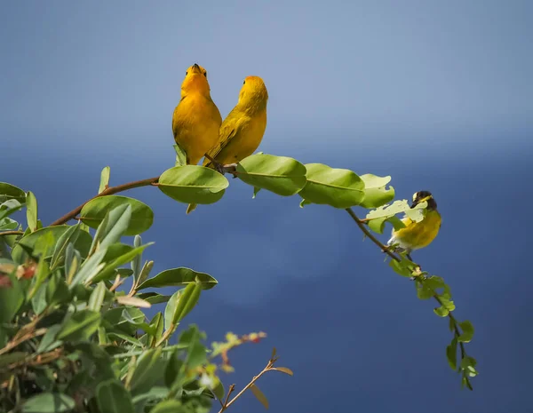 Tiro Cênico Pássaros Amarelos Empoleirados Ramo — Fotografia de Stock