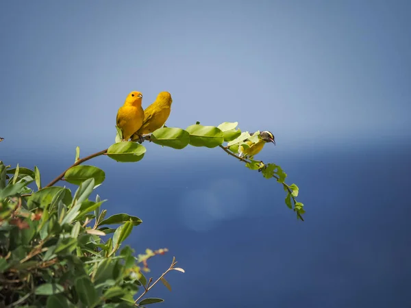 Plano Escénico Aves Amarillas Posadas Rama —  Fotos de Stock